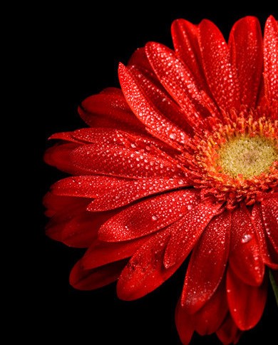 Le rêve d'une fleur livraison en métropole lyonnaise Commander en ligne, Le rêve d'une fleur fleuriste, livraison